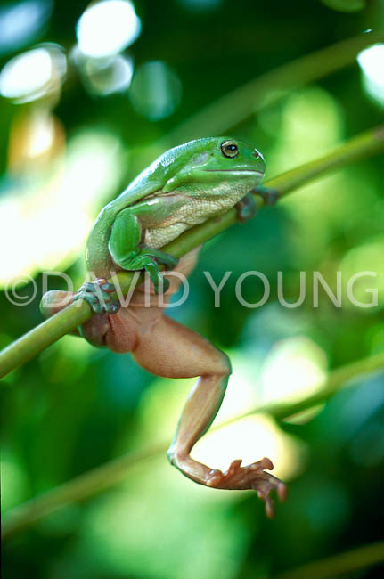 WDLF1372